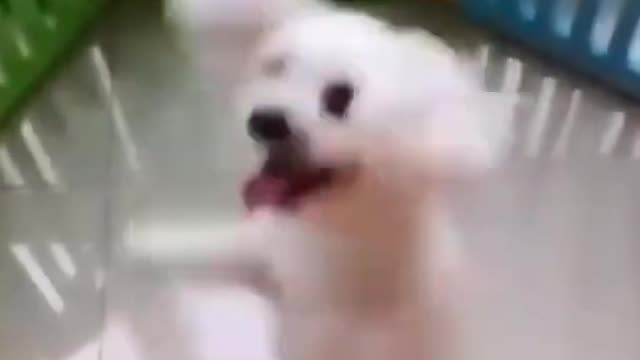 cute dog |You will laugh at all the DOGS
