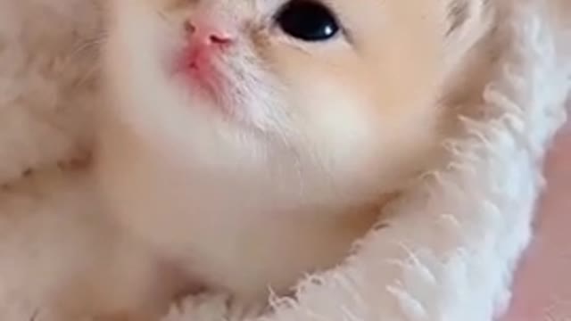 Cute and funny cat videos