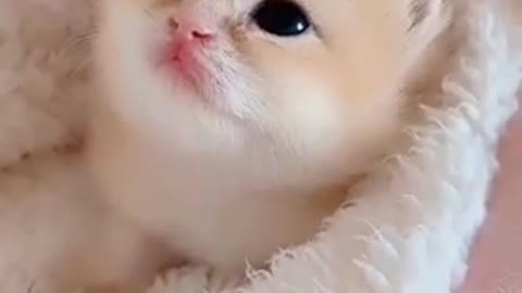 Cute and funny cat videos