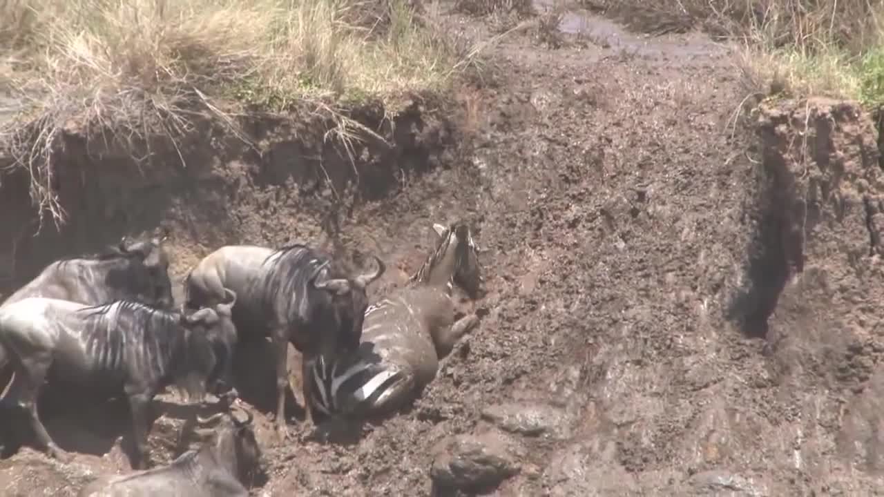 Funny Animals | Wildebeest.exe Stopped Working