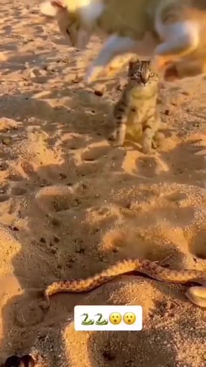 Snake vs Cat real figh Highlight.