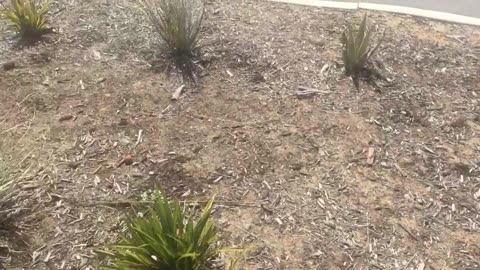 Garden Update March 2018