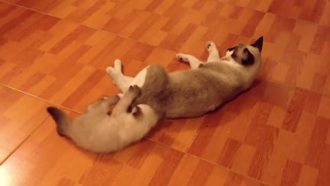 Baby cats funny cats vedio