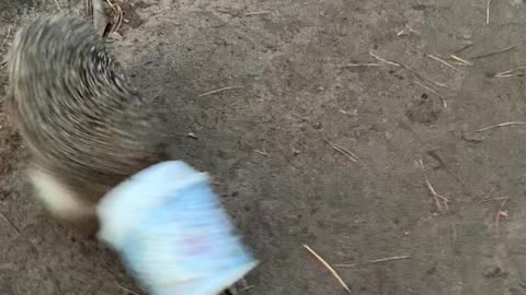 Helping Hand for Hedgehog