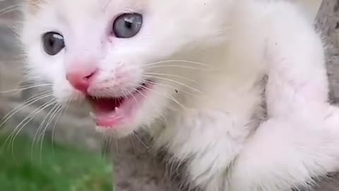 My lovely and cutie cats