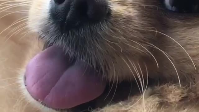 When You Call Your Dogs Name