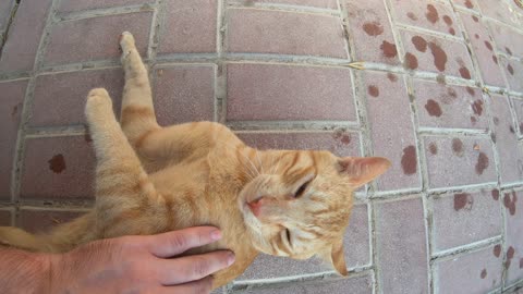 ED SHEERAN - Homeless cat in Ras Al Khaimah, UAE #cat #cats #EdSheeran #emirates #rak #ae #UAE #food