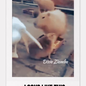 When you bite off more than you can chew 🦢🤣