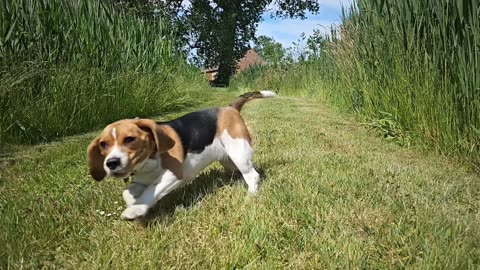 Invite to dance Beagle summer time