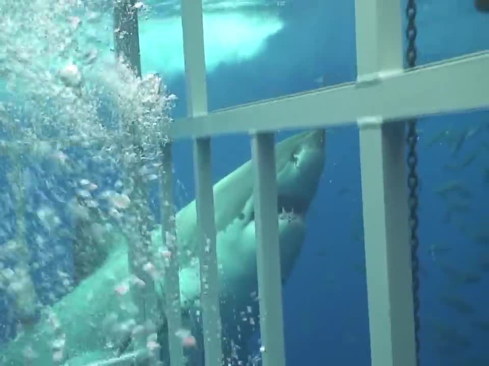 WOULD YOU HAVE THE COURAGE TO GET FACE TO FACE WITH THE MOST LETHAL PREDATOR ON THE PLANET?