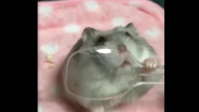 The cute hamster licks the spoon in a funny and cute way.