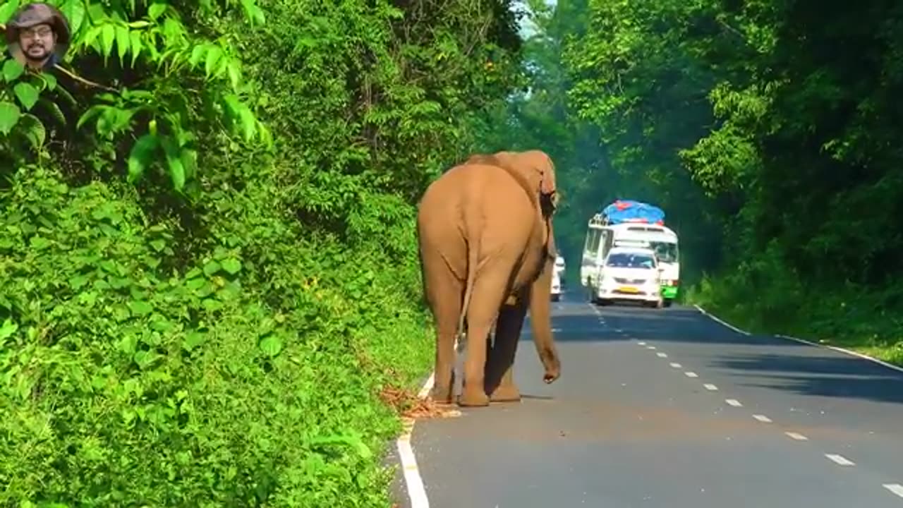 #Elephant# #Chasing# #Cycle# Rider ( Modified Version ).