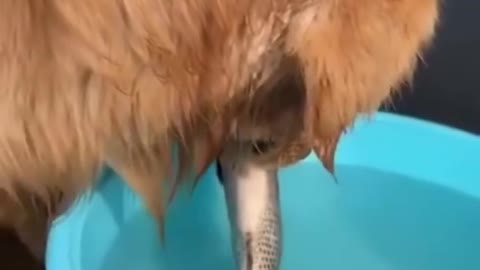 Smart dog trying to save fish