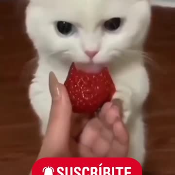 😍💓😍💓😍💓😍💓😍💓😍💓😍💓😍💓😍💓 #cats #shorts