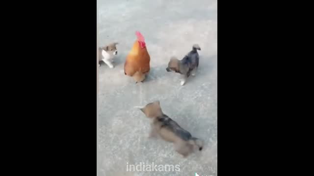 Dog vs Chicken fight | Part-4