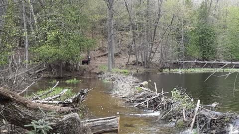 ATV Water Crossing