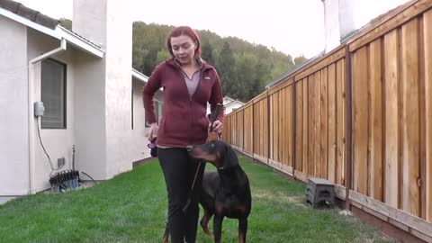 How to train a Doberman in 15 minutes a day: dog stacking training