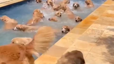 dog enjoying the pool