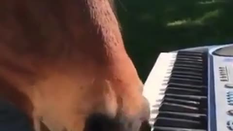 Horse plays with Piano!