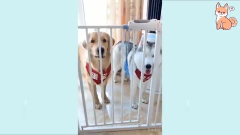 Crazy dogs video//animals funny video