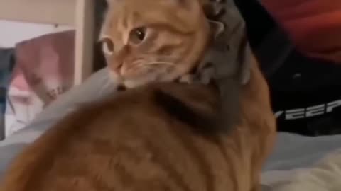 Funny cat videos 😂