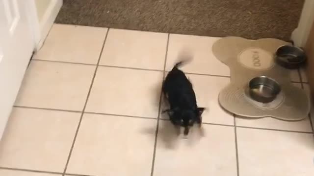 Black dog does not like vacuum and tries biting it
