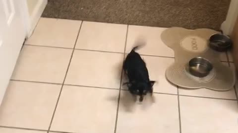Black dog does not like vacuum and tries biting it