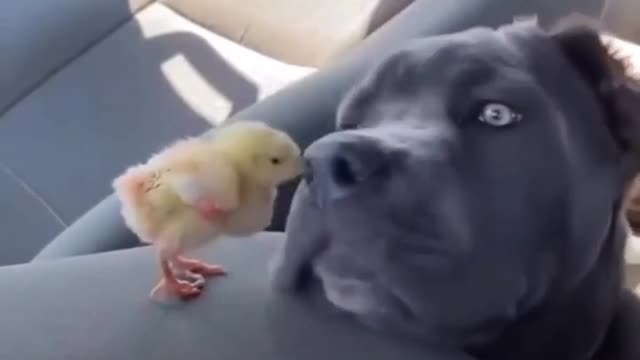 Dog playing with a Chick | Pets Moments at home | BD PETS
