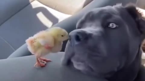 Dog playing with a Chick | Pets Moments at home | BD PETS