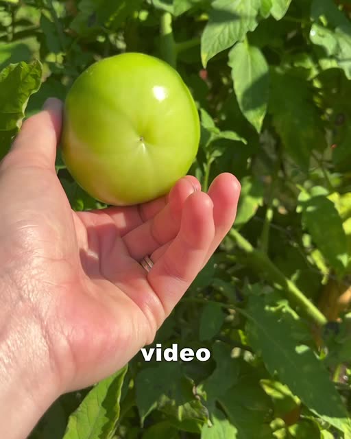 Letting Your Tomatoes Go