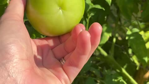 Letting Your Tomatoes Go