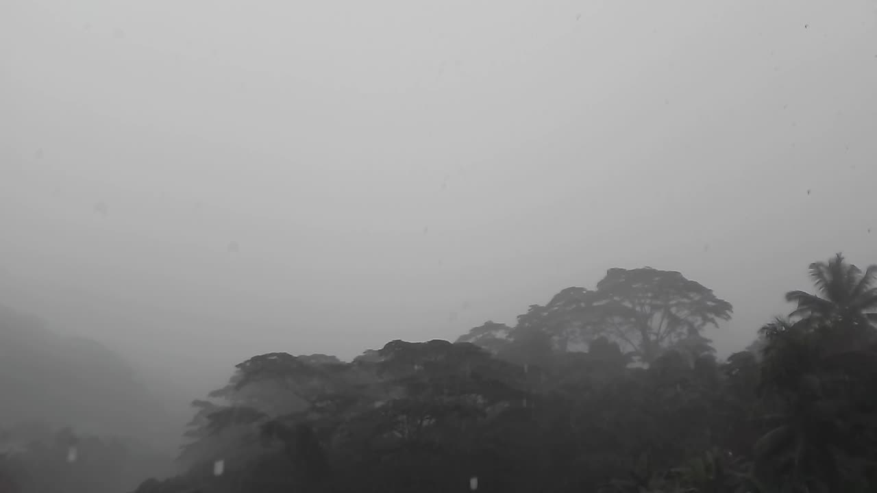 Rainforest Rainfall