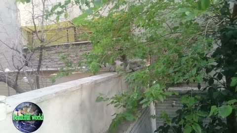 Kitten is playing with his mother | Kitten | baby cat
