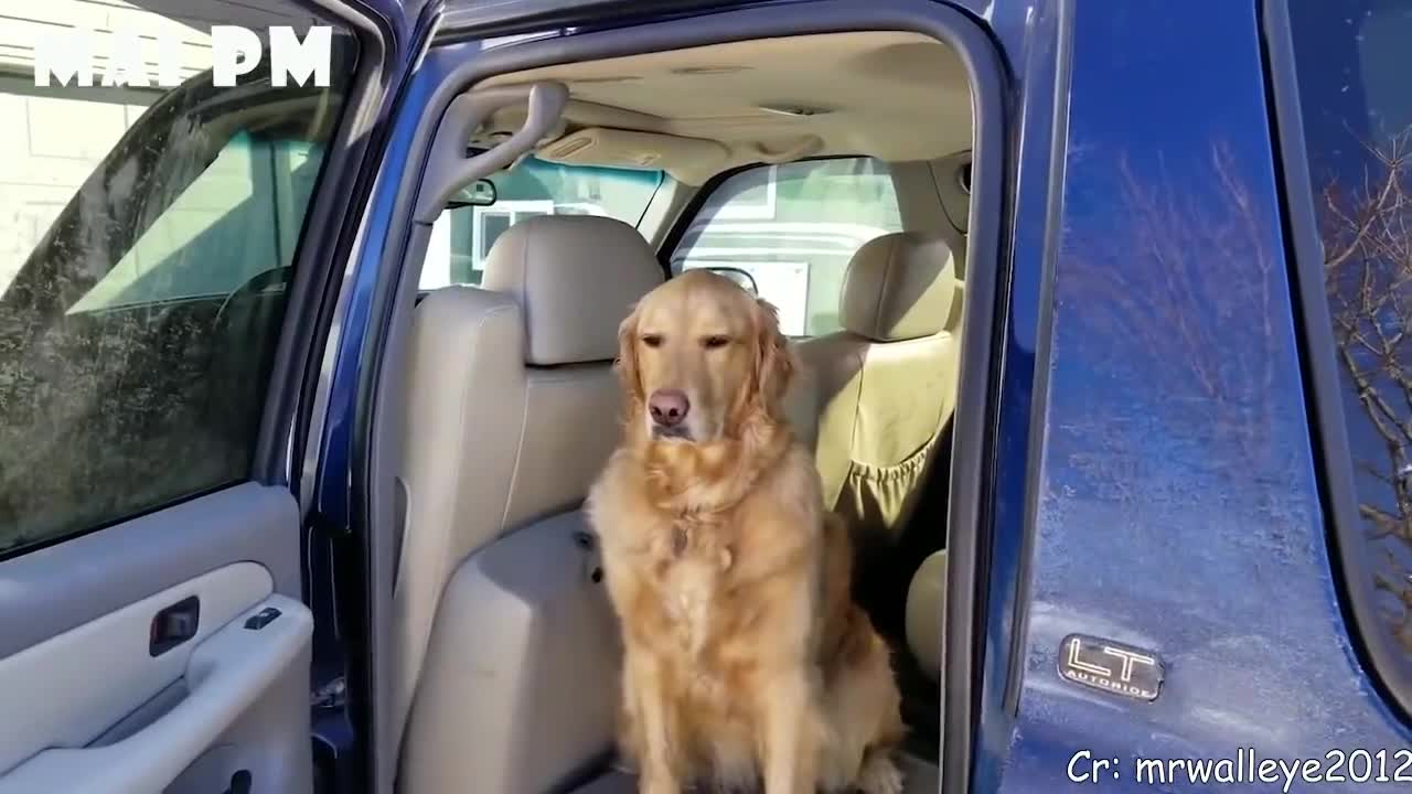 Funny Dogs React