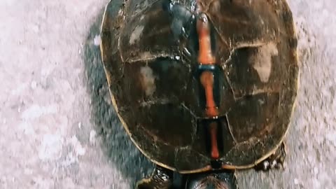 Tortoise