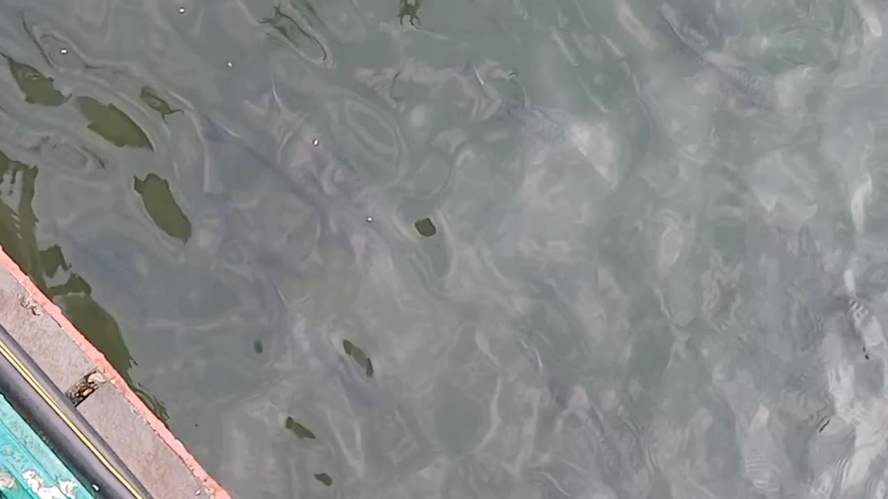 Fish under water