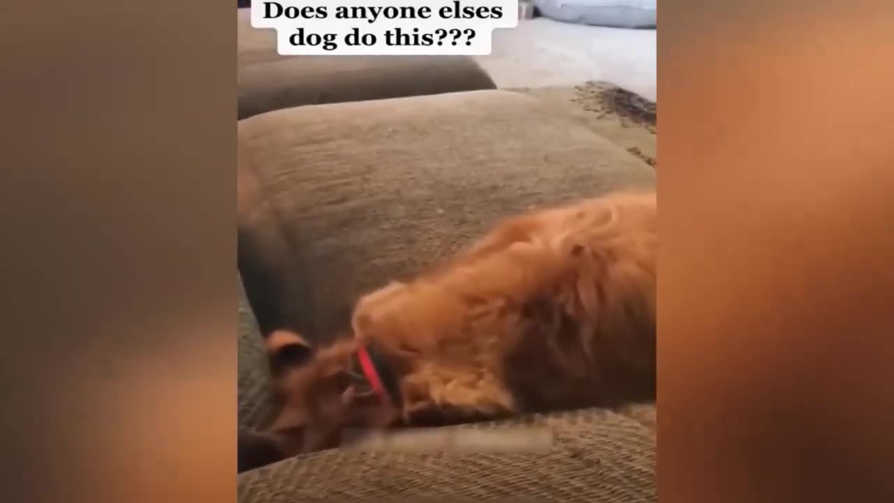 Funny animal videos!!!!! Part 1