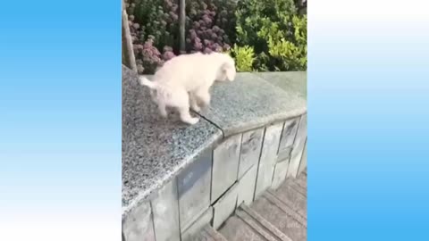 Cute Pets And Funny Animals Compilation_Pets Garden