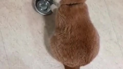 How many times did he move the food bowl