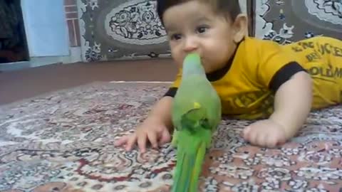 parrot playing with kid