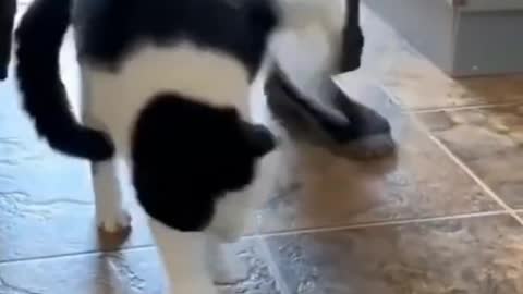 cute funny cat tries to take off the tape, watch till the end!!