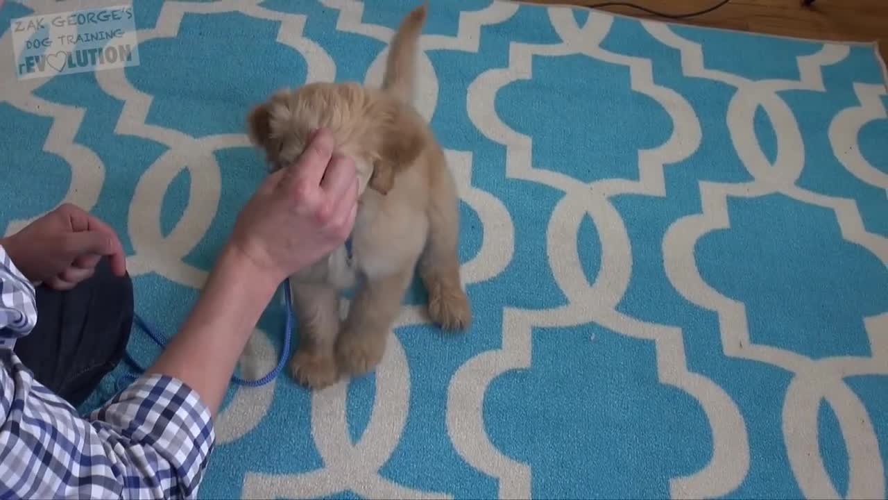 3 Easy Things to Teach a NEW PUPPY!