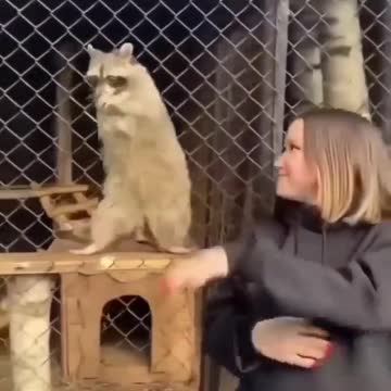 Racoon Dance - The girl from this video said it is for a movie. So hopefully all is safe n good🧡