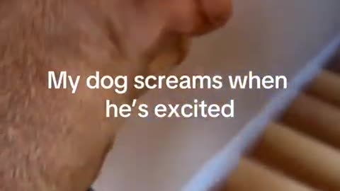 My Dog Screams Like a Human #shorts #pets #funnypets