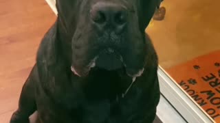 Cane Corso not happy he doesn’t get second breakfast
