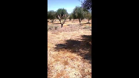 Tasos part 1 trees