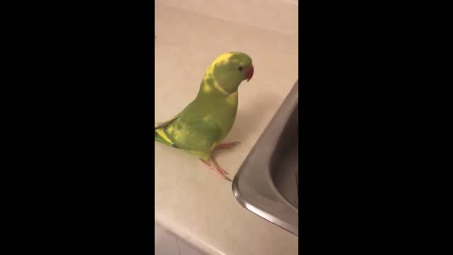 Silly parrot loves to distract owner by playing adorable games