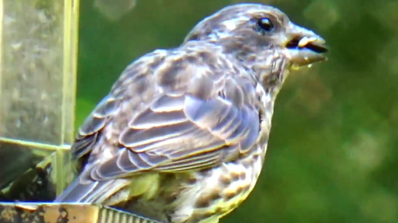 Baby Bluebird