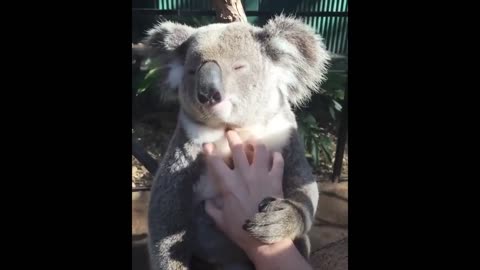 Videos Compilation cutest moment of the animals