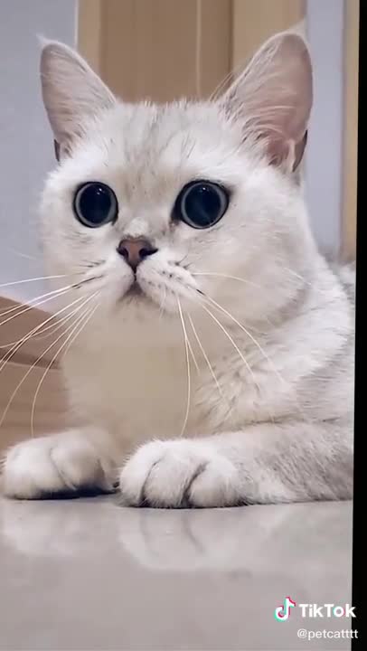 Lovely Cat, black cat, cats, funny cats, funny cat videos 1784